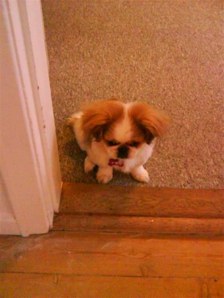 Pekingeser Monique - fra min salgsannonce billede 16