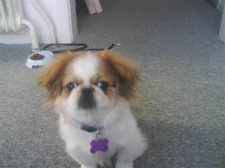 Pekingeser Monique - fra min salgsannonce billede 17