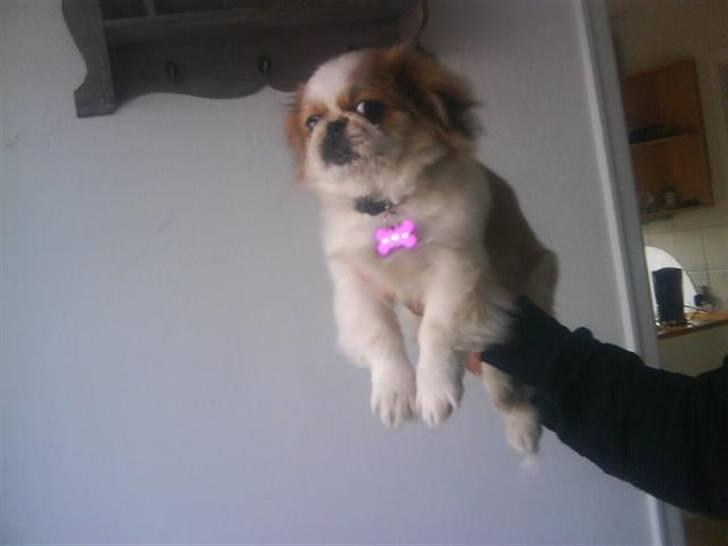 Pekingeser Monique - fra min salgsannonce billede 18