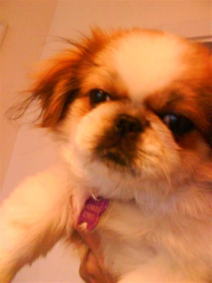 Pekingeser Monique - fra min salgsannonce billede 19