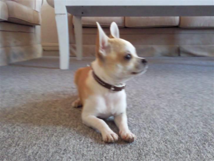 Chihuahua Buller billede 4