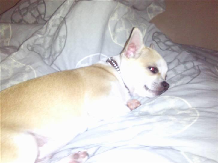 Chihuahua Buller billede 5