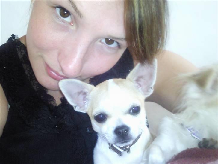 Chihuahua Buller billede 6