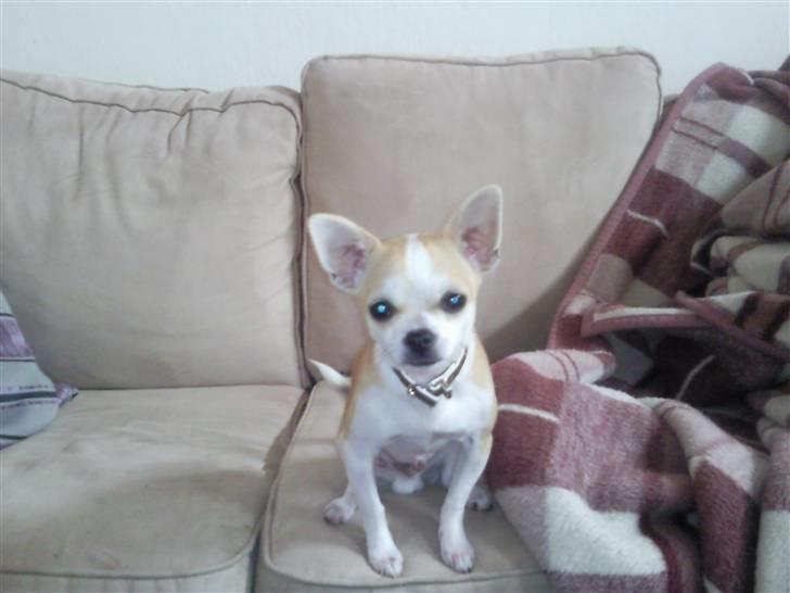 Chihuahua Buller billede 7