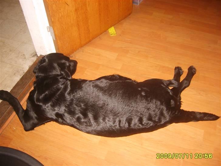 Labrador retriever Sandy. - nyt: sandy inden hun får hvalpene, med den store mave :) billede 15