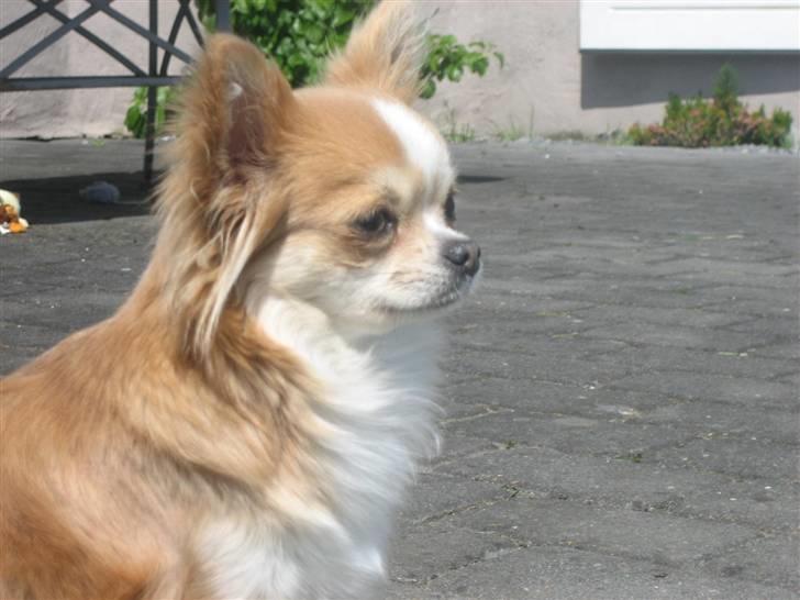 Chihuahua Flora billede 1