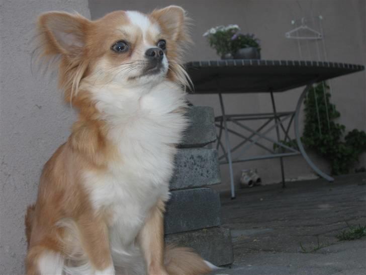 Chihuahua Flora billede 2