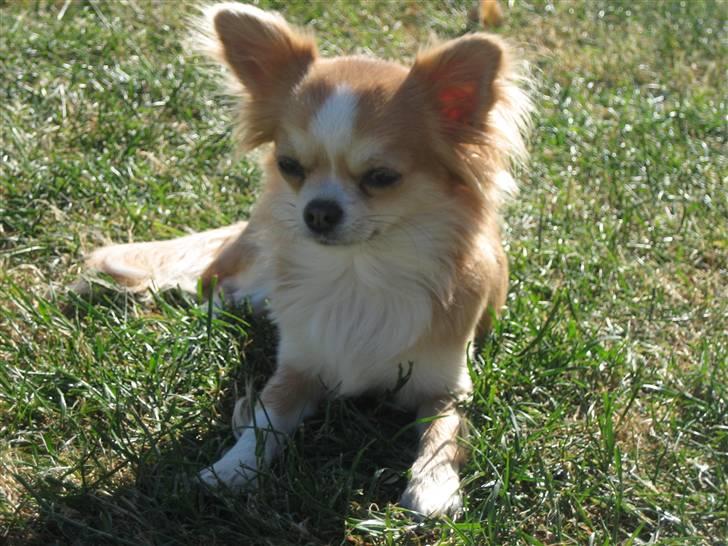 Chihuahua Flora billede 3