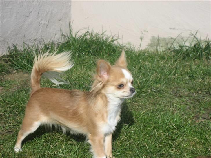 Chihuahua Flora billede 4