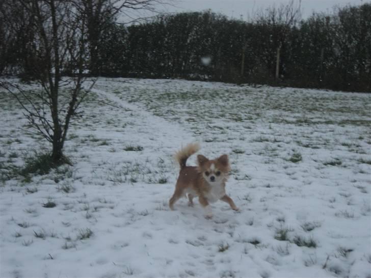 Chihuahua Flora billede 5