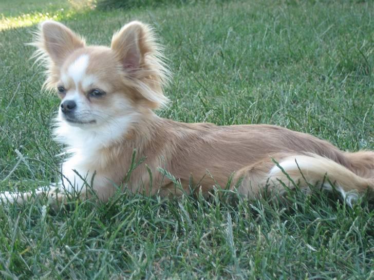 Chihuahua Flora billede 6