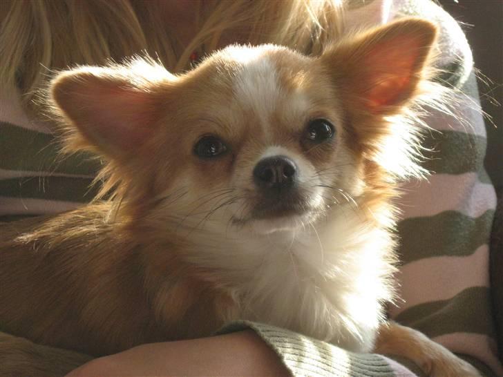 Chihuahua Flora billede 7