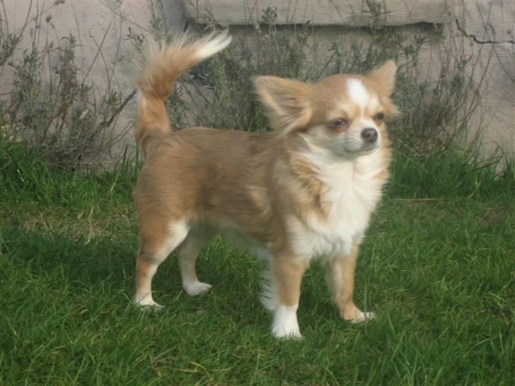 Chihuahua Flora billede 8