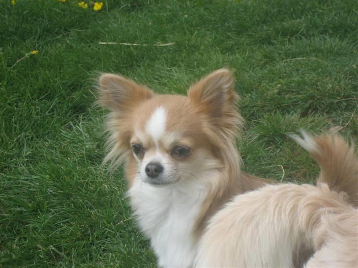 Chihuahua Flora billede 10