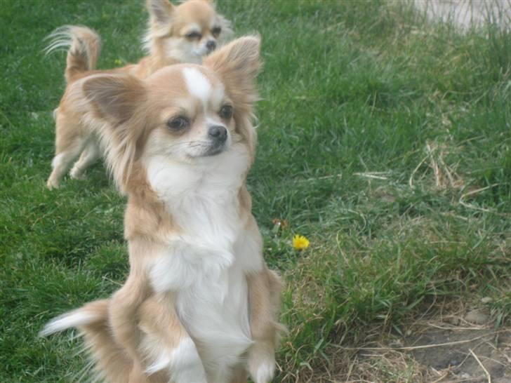 Chihuahua Flora billede 11