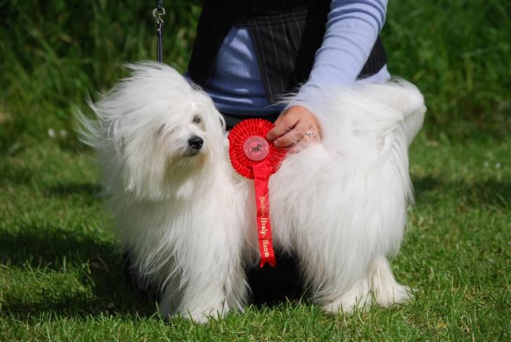 Coton de tulear Jegums Princess Becca - Dkk udstilling i vejen 13-06-09, Bedste hvalp i racen. billede 17