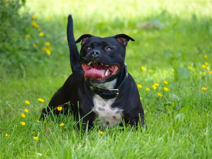 Staffordshire bull terrier Nala - NYT! - ligger lige og får vejret :D billede 19