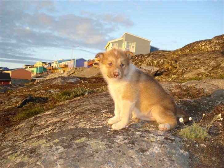 Grønlandshund Nivi - hvil i fred <3 - Her har vi så den lille prinsesse :) billede 1