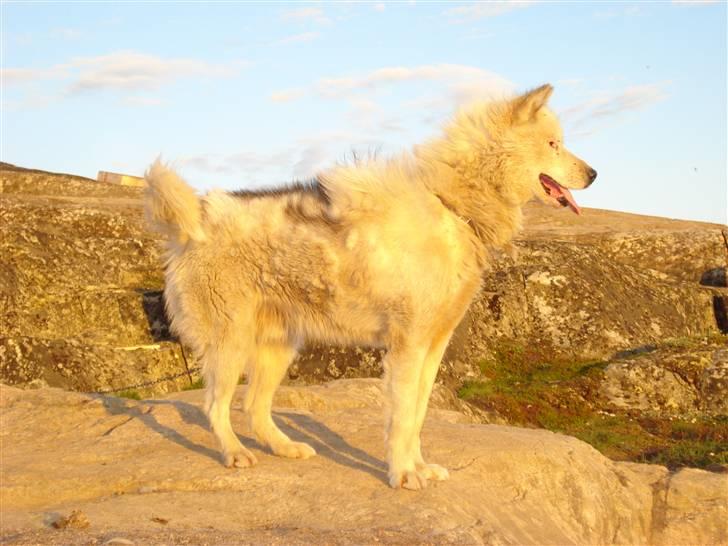 Grønlandshund Nivi - hvil i fred <3 - Far, Svip, er en ægte slædehund. Lille, livlig og dejlig hund :) billede 2
