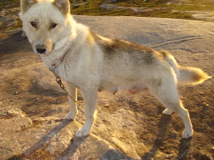 Grønlandshund Nivi - hvil i fred <3 - Mor, Unukuna, ægte slædehund. Hun er lille, slank, har en smuk pels og er en rolig og dejlig hund :) billede 3