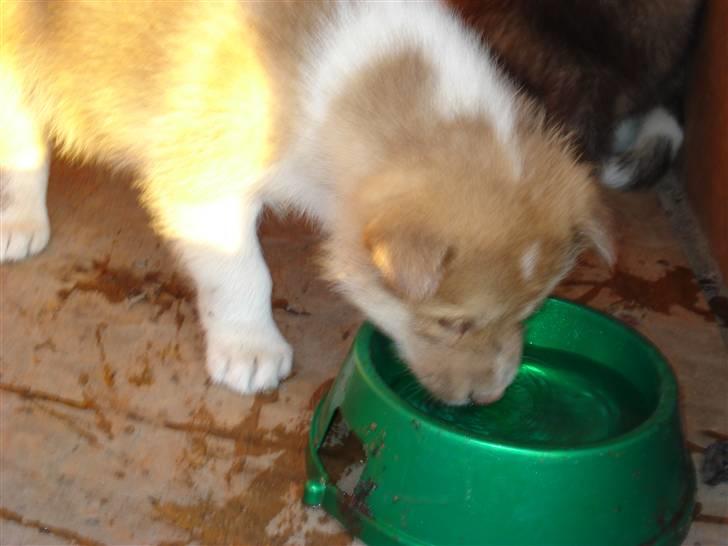 Grønlandshund Nivi - hvil i fred <3 - Nivi drikker af skålen :) billede 4