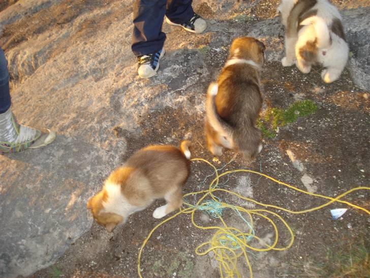 Grønlandshund Nivi - hvil i fred <3 - Brun: Nivi, Mørke: søsteren, Plettede: broren :) billede 5