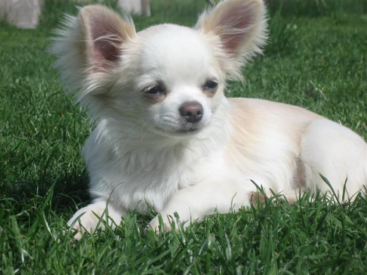 Chihuahua Mario DKCH billede 1