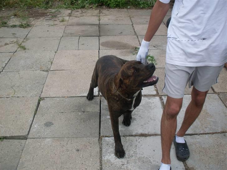 Blanding af racer bobi billede 6