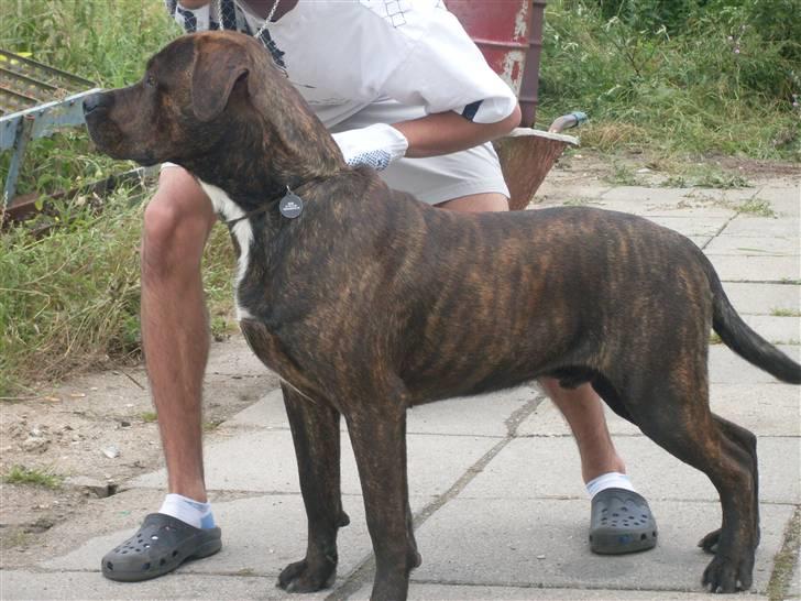 Blanding af racer bobi billede 7