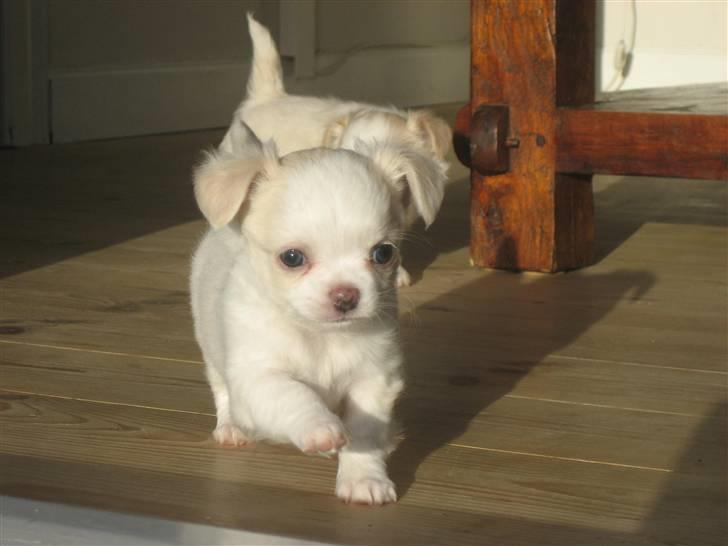 Chihuahua Mario DKCH billede 2