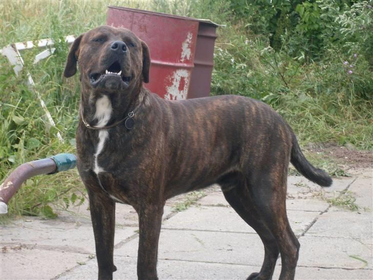 Blanding af racer bobi billede 8