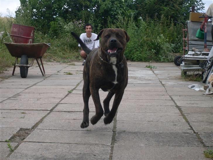 Blanding af racer bobi billede 9