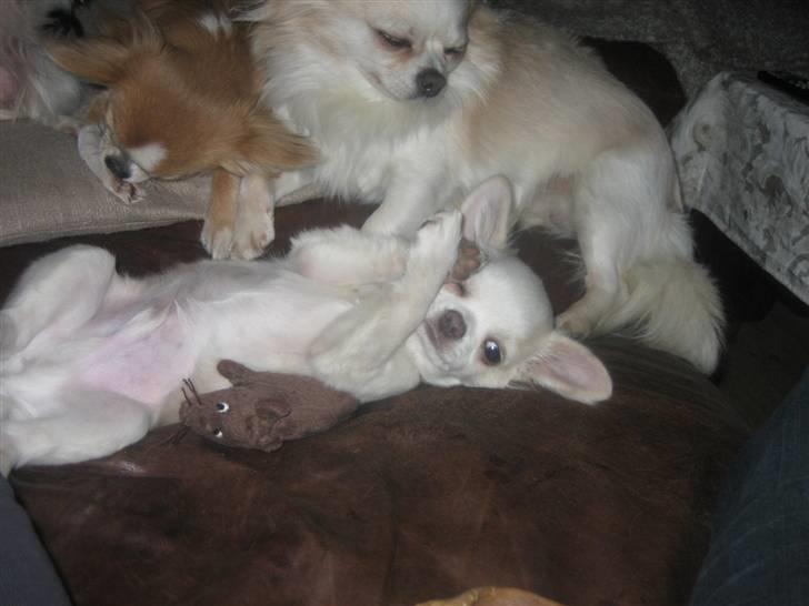 Chihuahua Mario DKCH billede 3