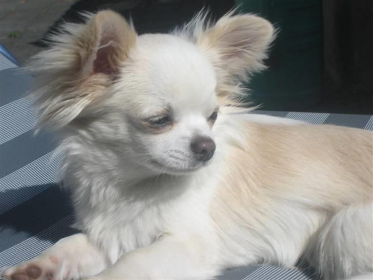 Chihuahua Mario DKCH billede 4