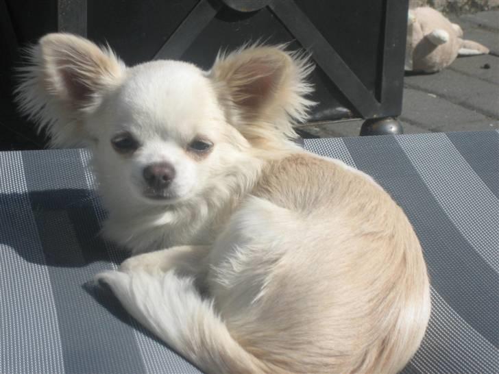 Chihuahua Mario DKCH billede 5
