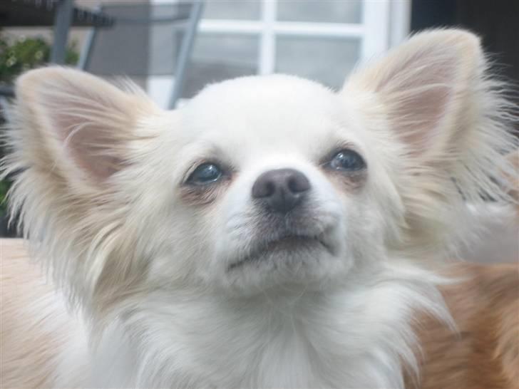 Chihuahua Mario DKCH billede 6