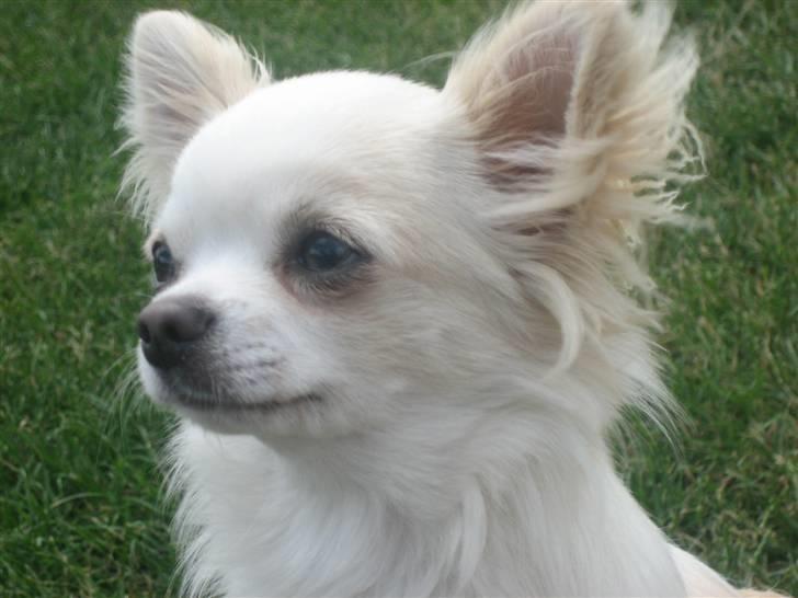 Chihuahua Mario DKCH billede 7