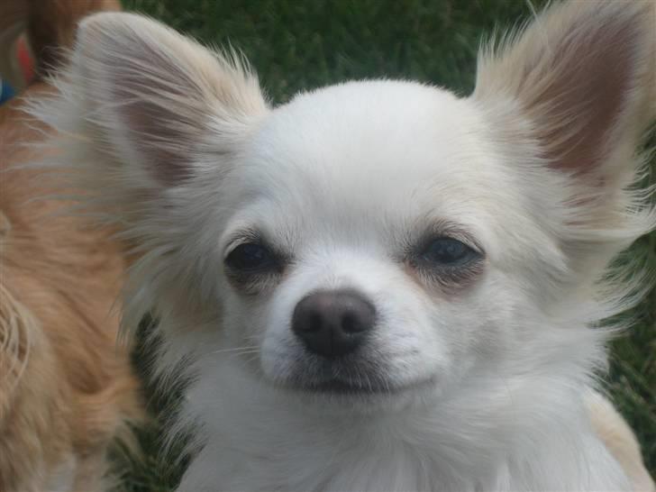 Chihuahua Mario DKCH billede 8