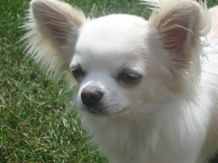 Chihuahua Mario DKCH billede 9