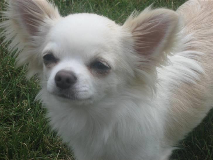 Chihuahua Mario DKCH billede 10