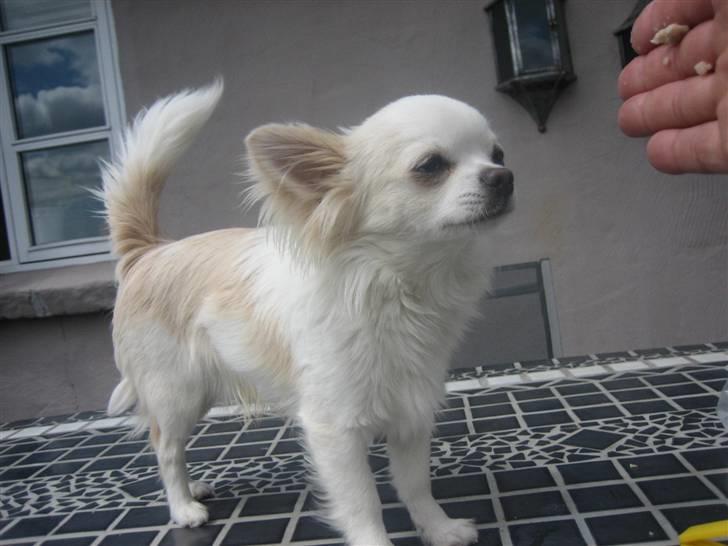 Chihuahua Mario DKCH billede 11