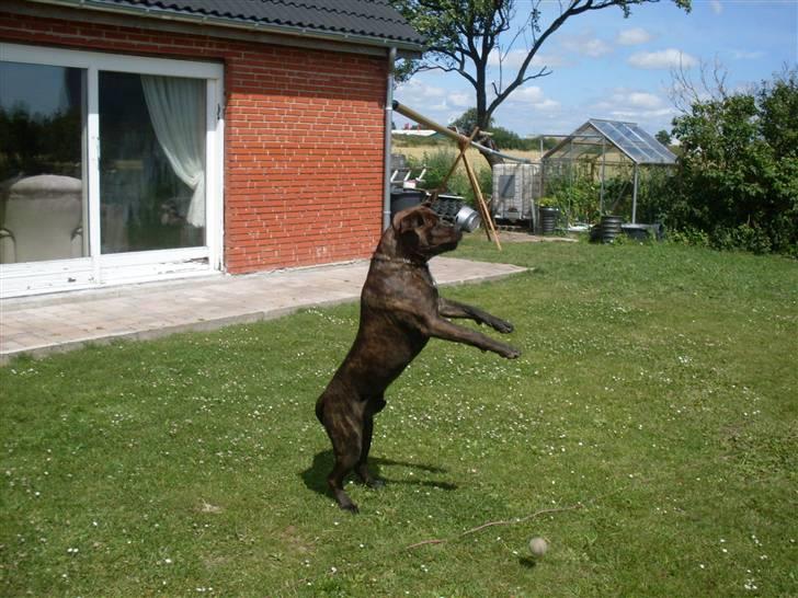 Blanding af racer bobi billede 10