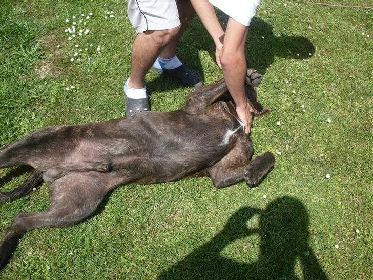 Blanding af racer bobi billede 11