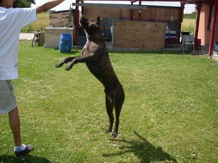 Blanding af racer bobi billede 12