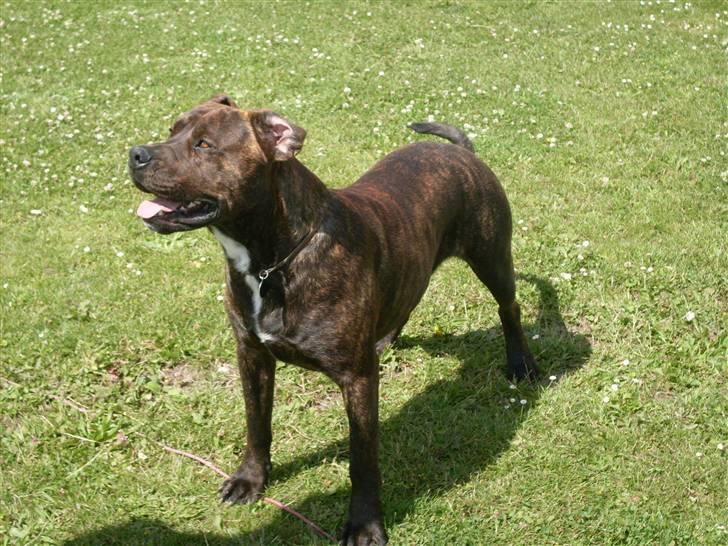 Blanding af racer bobi billede 13