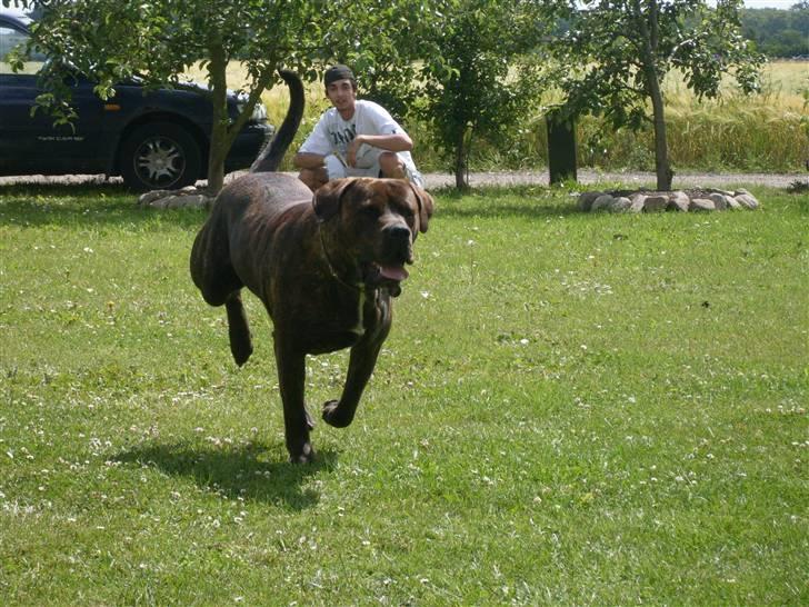 Blanding af racer bobi billede 14