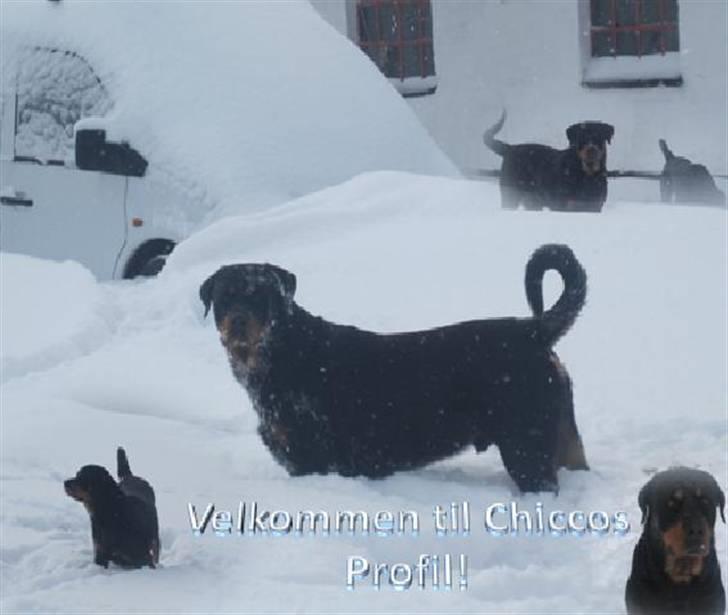 Rottweiler Chicco [SOLGT!:'(] - Velkommen til Chiccos profil:) billede 1