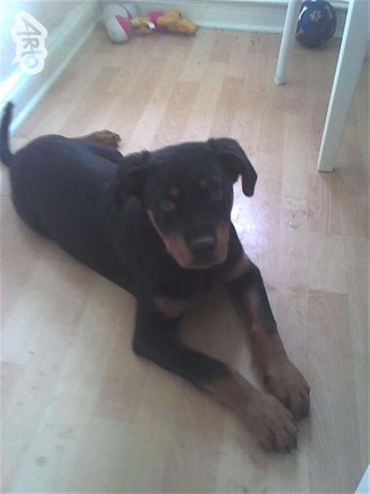 Rottweiler Chicco [SOLGT!:'(] - Chicco som hvalp, den gang vi fik ham, han har forandret sig meget:) billede 2