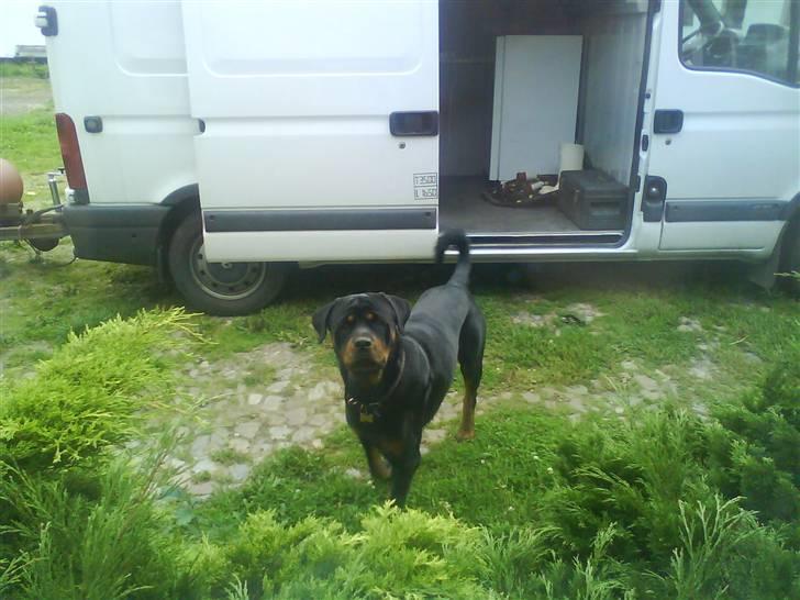 Rottweiler Chicco [SOLGT!:'(] - Chicco som kigger ind af vinduet:D billede 3