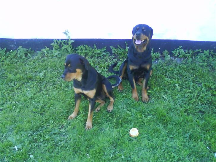 Rottweiler Chicco [SOLGT!:'(] - Chicco og Sille:) Sille blev vi desværrer nødtil at sælge:( billede 4
